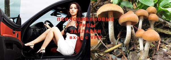 прущие грибы Белоозёрский